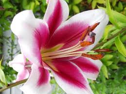 Il linguaggio e il significato dei nomi dei fiori dalla a alla z con tante curiosità da cliccare. Fiori Nomi E Immagini