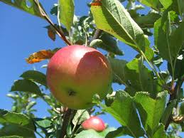 The pacific northwest (pnw), sometimes referred to as cascadia, is a geographic region in western north america bounded by its coastal waters of the pacific ocean to the west and, loosely, by the rocky mountains to the east. Apple Tree Trimming Learn How And When To Prune Apple Trees