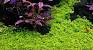 Dwarf Hairgrass In Sand