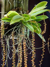Image result for Rhipidoglossum ovale