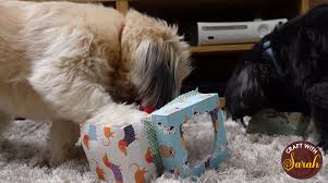 Check spelling or type a new query. Diy Dog Puzzle Toys Homemade Dog Enrichment Ideas Craft With Sarah