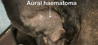 Image result for abscess dog's ear flap