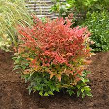 Obsession Nandina Shrub In 2021 Shrubs For Landscaping Garden Shrubs Nandina Plant