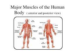 The muscular system is responsible for the movement of the human body. Ppt Major Muscles Of The Human Body Anterior And Posterior View Powerpoint Presentation Id 1194566