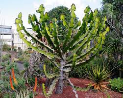 Image result for Euphorbia cooperi