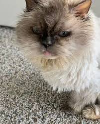 Feathers Appear When Angels Are Near Ccndoc Islamujeres Messagesfromheaven Ccndoc On Social Media In 2019 Messages From Heaven Social Media Fashion