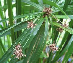Image result for Cyperus sp. no. 1