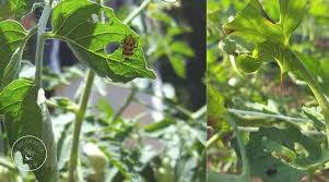 Pests Eating Holes In Tomato Leaves Growingtomatocontainergarden Growing Tomato Plants Tomatoes Plants Problems Tips For Growing Tomatoes