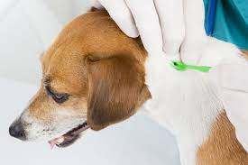 Please help us promote by sharing 😉. Pet All Pets Clinic Lakewood Ranch
