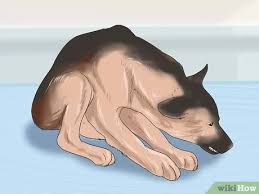 For example, if your dog has a mass, note how long it has been present and whether it has grown in size since you noticed it. How To Know If Your Dog Has Cancer 11 Steps With Pictures