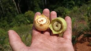 Image result for Bellucia