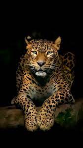 Beautiful Couples Searching Dating Flint Wild Animal Wallpaper Jaguar Animal Cute Animals