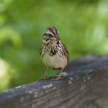 Mindful Birding Workshop at Stoneleigh Gardens