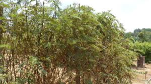 Image result for Tephrosia vogelii