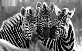 Stunning Zebra Hd Free Wallpaper Download Zebra Wallpaper Zebras Pet Birds