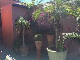 Aug 13, 2020 · artist: Warm Smell Of Colitas Picture Of Sandos Finisterra Cabo San Lucas Tripadvisor