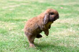 The third image of a rabbit tweeted by ryan holtz. How High Can A Rabbit Jump Vertically Whyrabbits Com