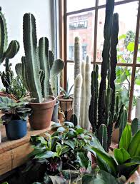 For cacti, slow growth is a matter of survival. Gardening 101 Totem Pole Cactus Gardenista