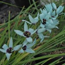 Image result for Oxalis obliquifolia