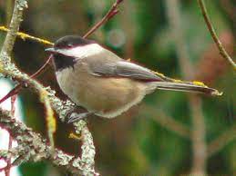 Common backyard birds vary throughout north america, yet some are the same all over. Backyard Birds Nwnature Net