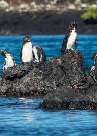 43 Galapagos Penguin Facts Tropical Guide Spheniscus Mendiculus Galapagos Penguins Galapagos Islands Animals Galapagos Penguin Galapagos