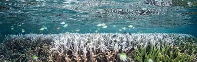 Korallenriffe sind eine gruppe von korallentieren, die eine symbiose (für beide seiten vorteilhaft) mit zooxanthellen, pflanzenähnlichen organismen, aufweisen. Klimawandel Alge Aus Dem Labor Soll Korallenriffe Hitzeresistenter Machen Spektrum Der Wissenschaft