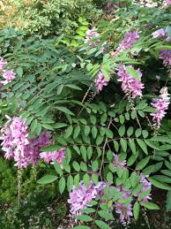 Image result for Indigofera demissa