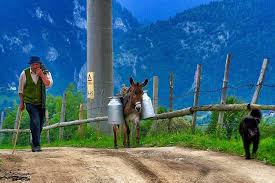 Rezervatia de ursi libearty din zarnesti (romania). ZÄƒrnesÅ£i Travel Romania Europe Lonely Planet