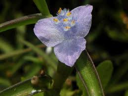 Image result for Cyanotis sp. aff. C. lapidosa