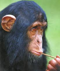 Î‘Ï€Î¿Ï„Î­Î»ÎµÏƒÎ¼Î± ÎµÎ¹ÎºÏŒÎ½Î±Ï‚ Î³Î¹Î± Î±Î½Î¸ÏÏ‰Ï€Î¿Ï€Î¯Î¸Î·ÎºÎ¿Ï‚