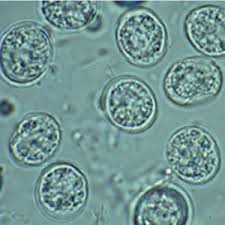 Most of the time the cause of megacolon in cats is unknown (idiopathic in medical. Parasite Protocols Feline Protozoa Recommendations From The Companion Animal Parasite Council Today S Veterinary Practice