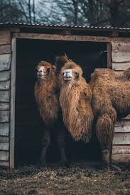 Their fur is pale beige to dark brown in colour. Hd Wallpaper Two Bactrian Camel Near Shed Animal Mammal Bear Wildlife Wallpaper Flare