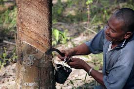 Image result for Hevea brasiliensis