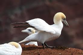 Um zu ihren eltern ins wasser zu gelangen, müssen sie sich von bis zu 40 meter hohen felsen. Helgoland Der Lummenfelsen Das Naturschutzgebiet Fur Seevogel