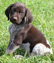 His coat is short and tough. German Shorthaired Pointer Smart Friendly Pointer Puppies German Shorthaired Pointer Puppies