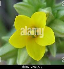 Image result for Sebaea pentandra