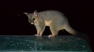 We did not find results for: How To Get Rid Of Possums A Complete Guide Pest Samurai