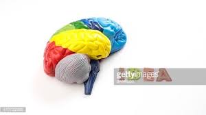 Maybe you would like to learn more about one of these? Colored Map Brain Anatomy Model With Letter Genius Clipart Image