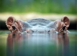 Image result for Hippocratea goetzei