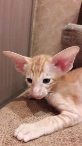 As professional oriental shorthair breeders, they have put a lot of effort into developing this cat breed in terms of both physical appearance and health, with a special focus on the coat patterns (mainly oriental style). Oriental Shorthair For Sale In The City Of Ufa Russian Federation Price 346 Announcement 3266