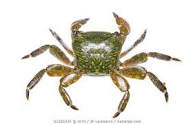 Image result for Craspedorhachis