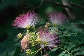 Image result for Albizia petersiana