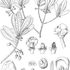 Image result for Sericanthe leonardii