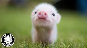 These adorable photos of baby hippos redefine cuteness overload. Super Cute Animals Funny And Cute Animal Videos Compilation 2018 Animales Adorables Videos Youtube