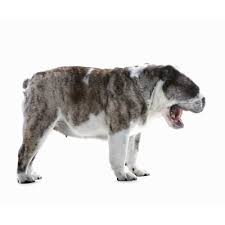 Small skin lesions and wounds or sores that do not heal can also be potentially cancerous. Sneezing Dogs Kingdom Veterinary Clinic