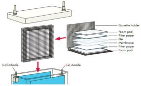 We did not find results for: Western Blot Protocol Boster Bio