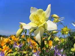 Maybe you would like to learn more about one of these? Drought Tolerant Plants That Will Survive A Texas Summer Travisso Blog