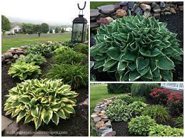 Maybe you would like to learn more about one of these? Growing Hostas In Your Garden With Easy Maintenance Tips