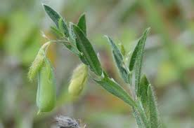 Image result for Crotalaria barkae