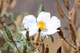 Image result for Rhynchosia holosericea